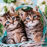Clementoni Lovely Kitty Twins Puzzle 60 Parça 26599