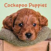 Cockapoo Puppies Mini Duvar Takvimi 2025 (PFP)