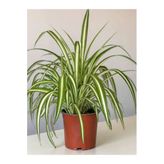 Çok Avantajlı Bol Köklü Dolgun Kurdele Çiçeği (Chlorophytum Comosum) 20-40Cm