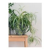 Çok Avantajlı Kurdele Çiçeği Büyük Bol Köklü İç Mekan Bitkisi (Chlorophytum Comosum) 30-50Cm