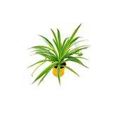 Çok Avantajlı Kurdele Çiçeği Chlorophytum
