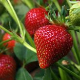 Çok Verimli Ruby Çilek Fidesi-5 Adet