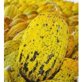 Çoker Kavun Kırkağaç Tohumu