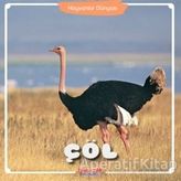 Çöl Hayvanlar Dünyası Kolektif