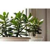 Crassula 10-20 cm Ovata Para Çiçeği Sukulent