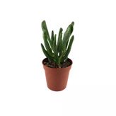 Crassula Ovata 'Golum' (Sukulent)