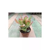 Crassula Ovata Hummels Sunset Para Ağacı 10-20 Cm