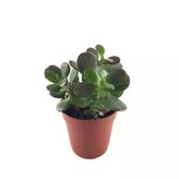 Crassula Ovata Minor Sukulent