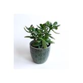 Crassula Ovata - Para Çiçeği 'Gri Saksılı'