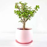 Crassula Ovata Para Çiçeği Para 10-20 Cm