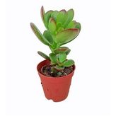 Crassula Ovata Para Çiçeği Sukulent