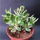 Crassula Ovata Variegata(Para Ağacı) Jade Plant