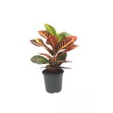 Croton, Kroton, Iç Mekan Bitkisi