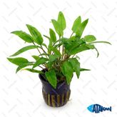 Cryptocoryne Wendtii Green Saksı Canlı Bitki