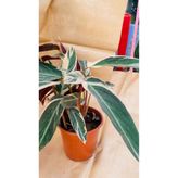 Ct CALATHEA TRİOSTAR İTHAL