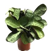 Ctenanthe Amagris (Dua Çiçeği)