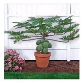 CÜCE PAPAYA TOHUMU*