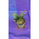 CYCAS DIŞ MEKAN BİTKİSİ
