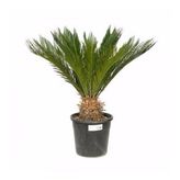 Cycas – Sikas