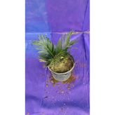CYCAS