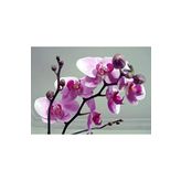 Dashing Look Soft Pembe Orkide Tohumu 10 Adet TH-thmcmthm554