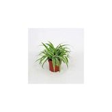 Dekoratif Kurdele Çiçeği Chlorophytum Comosum Variegatum 10-20 Cm