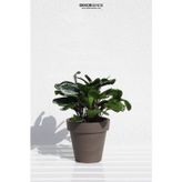Dekorsende 30 cm Calethea Demeti Yapay Bitki