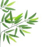 dekorsende Yapay Bambu Yaprağı