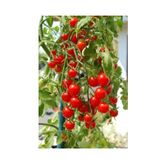 DELICIOUS SALKIM CHERRY DOMATES * 25 TOHUM