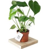 Deve Tabanı - Monstera Deliciosa - 50 cm Boyunda