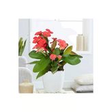 Dikenler Tacı Çiçeği Saksılı 10-20 Cm