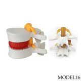 DİSK HERNİSİ (FITIK) MAKETİ MODEL 16