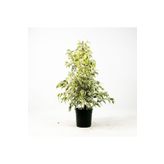 Dolgun Formlu Benjamin Starlight Bitkisi (Alaca Yapraklı) 1 Adet 60-80Cm