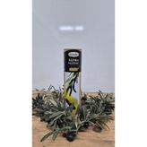 Dorello Naturel Sızma Zeytinyağı - 10 lt