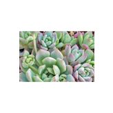 Echeveria Profilicea Sukulent Bitki, BTSTS97