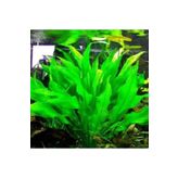 Echinodorus Bleheri Saksı Canlı Bitki