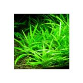 Echinodorus Bolivianus Saksı Canlı Bitki TR-963352