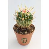 Echinofossulocactus Multicostatus Kaktüs 5.5 cm Saksida