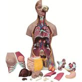 Edulab Insan Vücudu Torso 19 Parça, 85CM