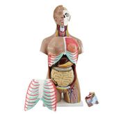 Edulab İnsan Vücudu Torso 52 Parça, 85cm