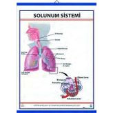 Edulab SOLUNUM SİSTEMİ (KAPLI, 70X100)