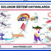Edulab Solunum Sistemi Levhası Hayvanlarda
