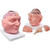 EgeAnatomi Maketleri Dura Mater ve Beyin Içeren Bölgesel Anatomik Baş Modeli - Baş Maketi