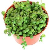 Egzotik Bahçe Senecio Rowleyanus Tesbih Çiçeği - 5,5cm saksıda