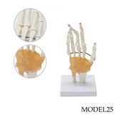 EL VE EL BİLEĞİ MAKETİ MODEL 25