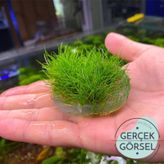 Eleocharis Parvulus In Vitro Canlı Bitki