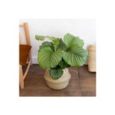 Empressco Calathea Orbifolia Dua Çiçeği