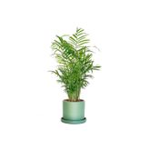 Empressco Dağ Palmiyesi - Ruby Yeşil Saksılı 30-40cm Chamaedorea Elegans