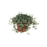 Empressco PİLEA GLAUCA - DOSTLUK ÇİÇEĞİ
