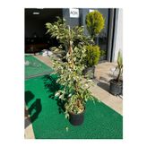 Erg Peyzaj Ficus Benjamin